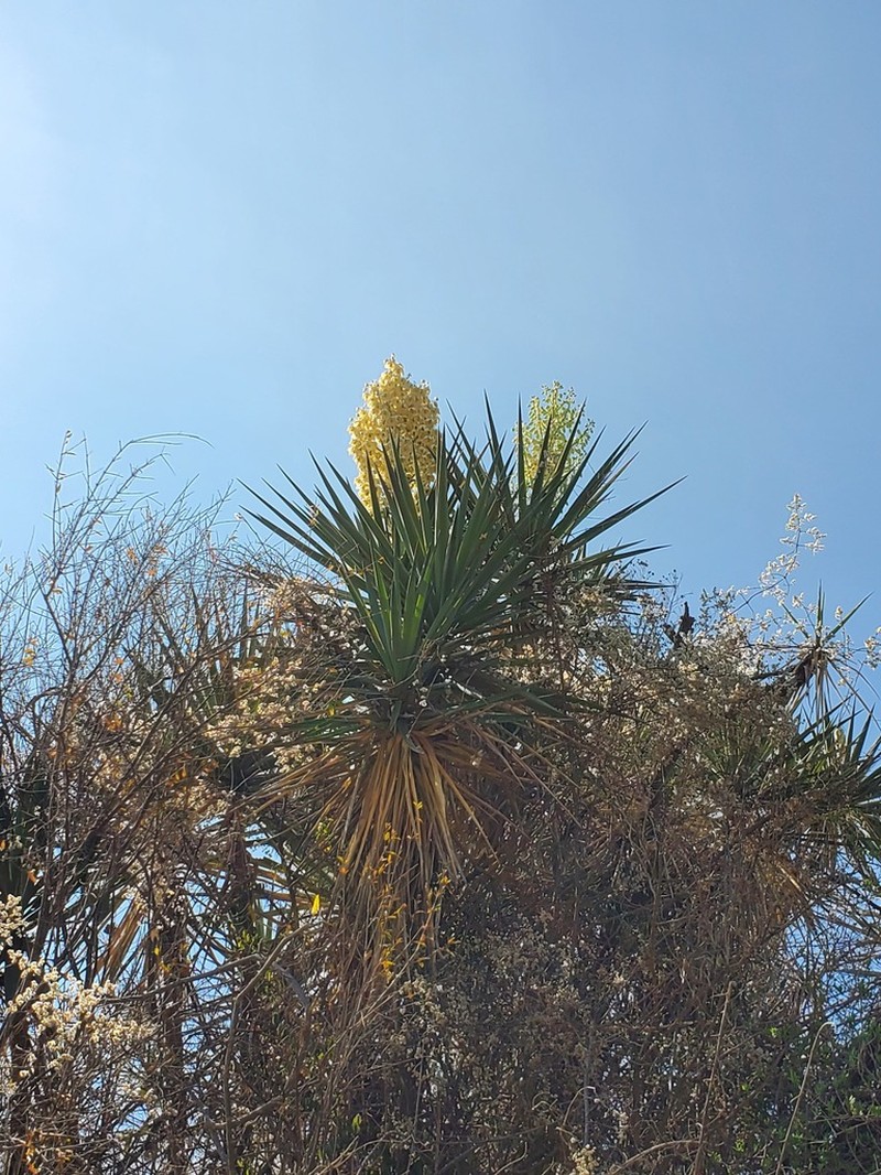 Yucca jaliscensis photo 7