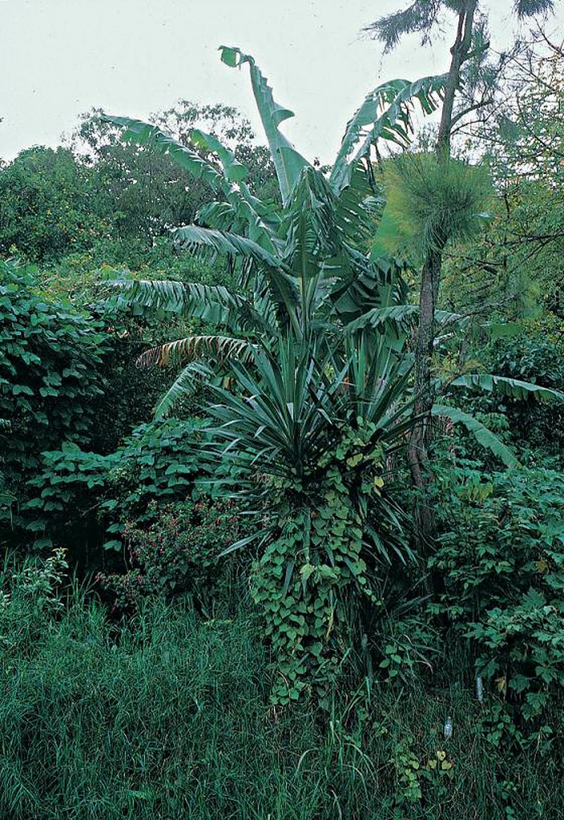 Yucca lacandonica