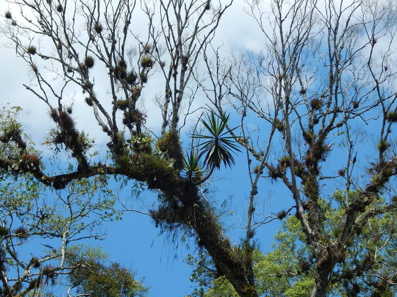 Yucca lacandonica photo 2