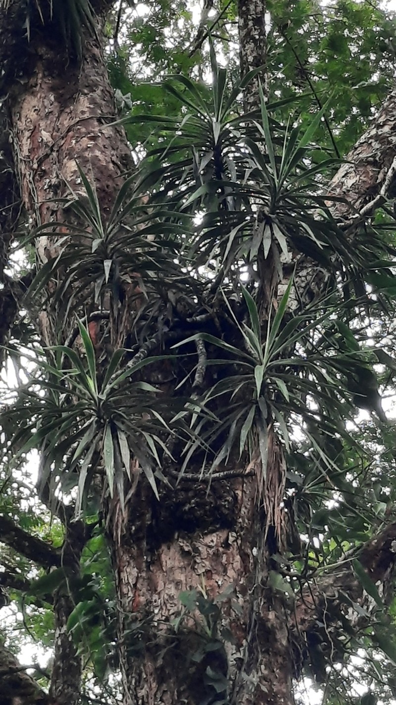 Yucca lacandonica photo 3