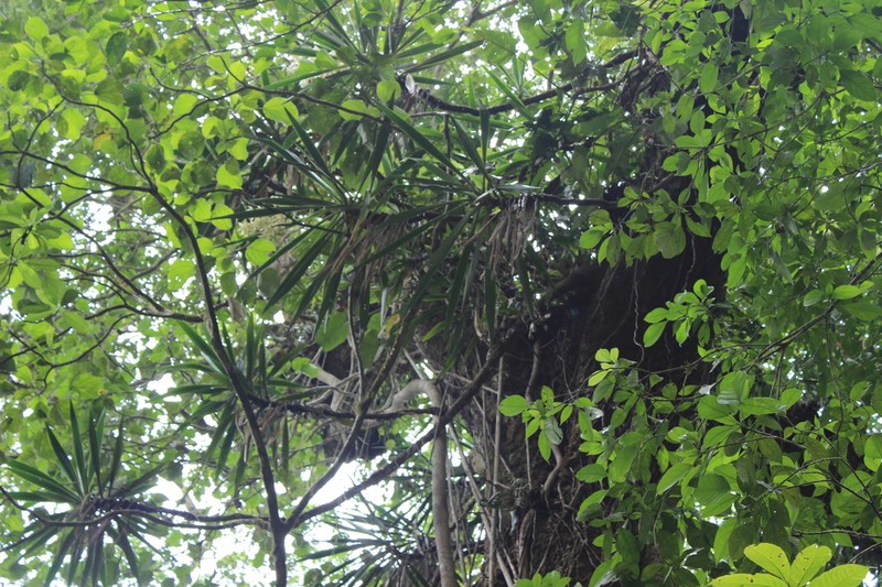 Yucca lacandonica photo 4