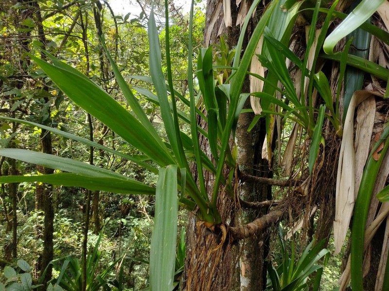 Yucca lacandonica photo 5