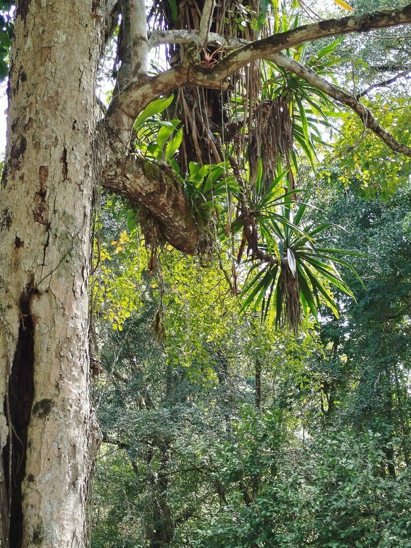 Yucca lacandonica photo 6