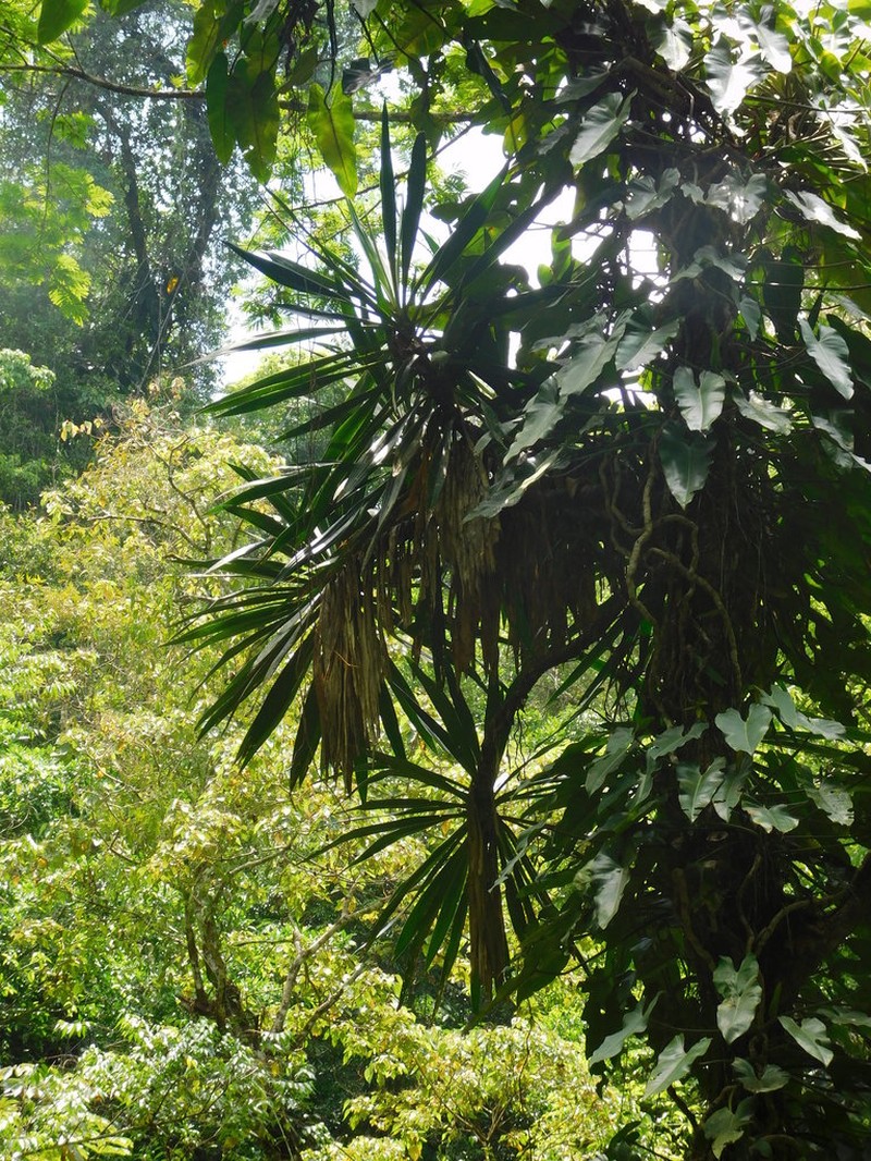 Yucca lacandonica photo 7