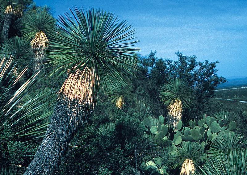Yucca linearifolia