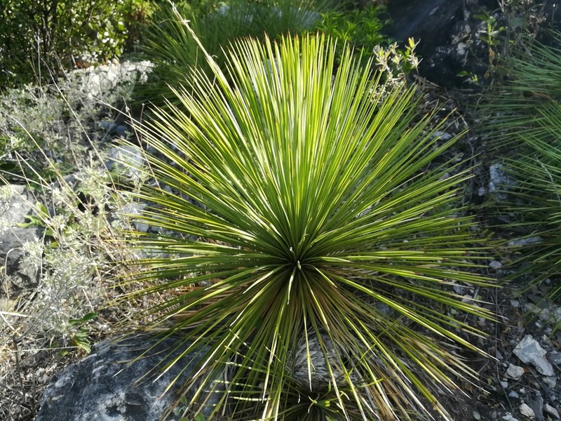 Yucca linearifolia photo 2