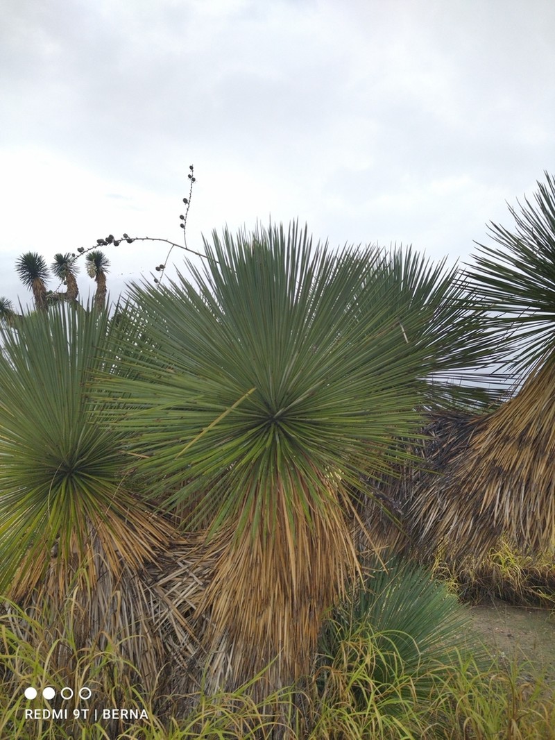 Yucca linearifolia photo 3