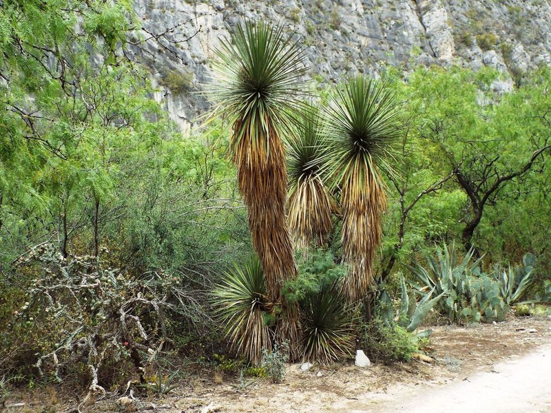 Yucca linearifolia photo 4