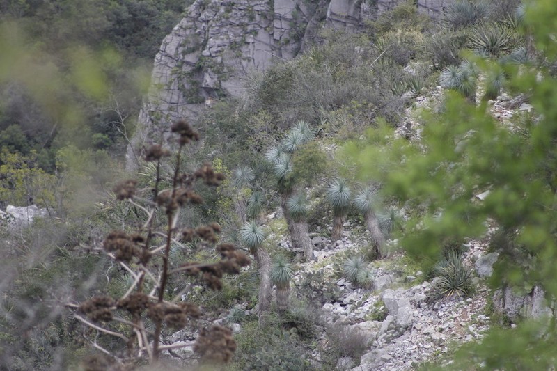 Yucca linearifolia photo 5