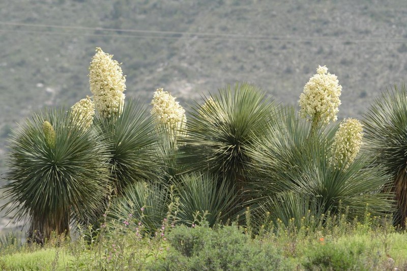 Yucca linearifolia photo 6
