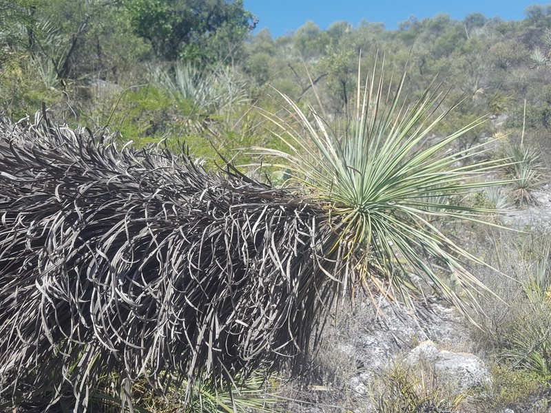 Yucca linearifolia photo 7
