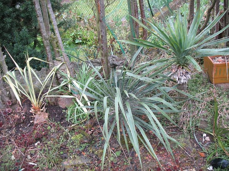 Gulf Coast Yucca