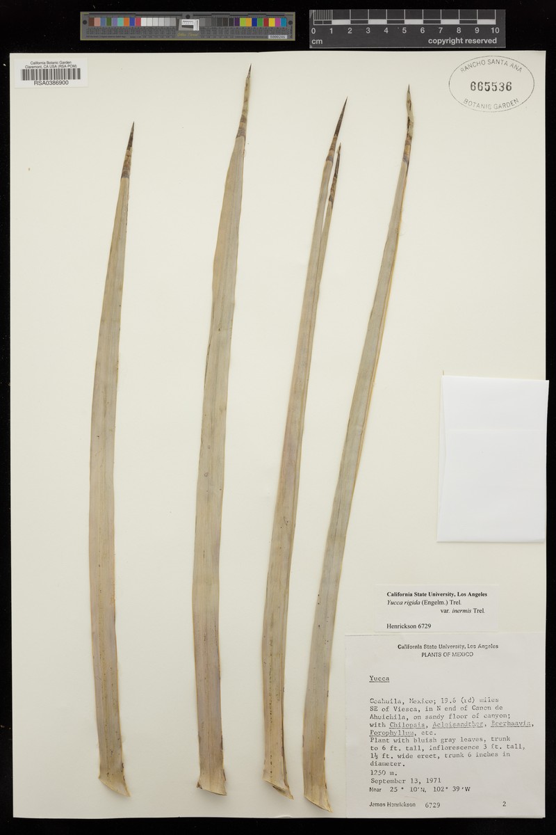 Yucca luminosa photo 6
