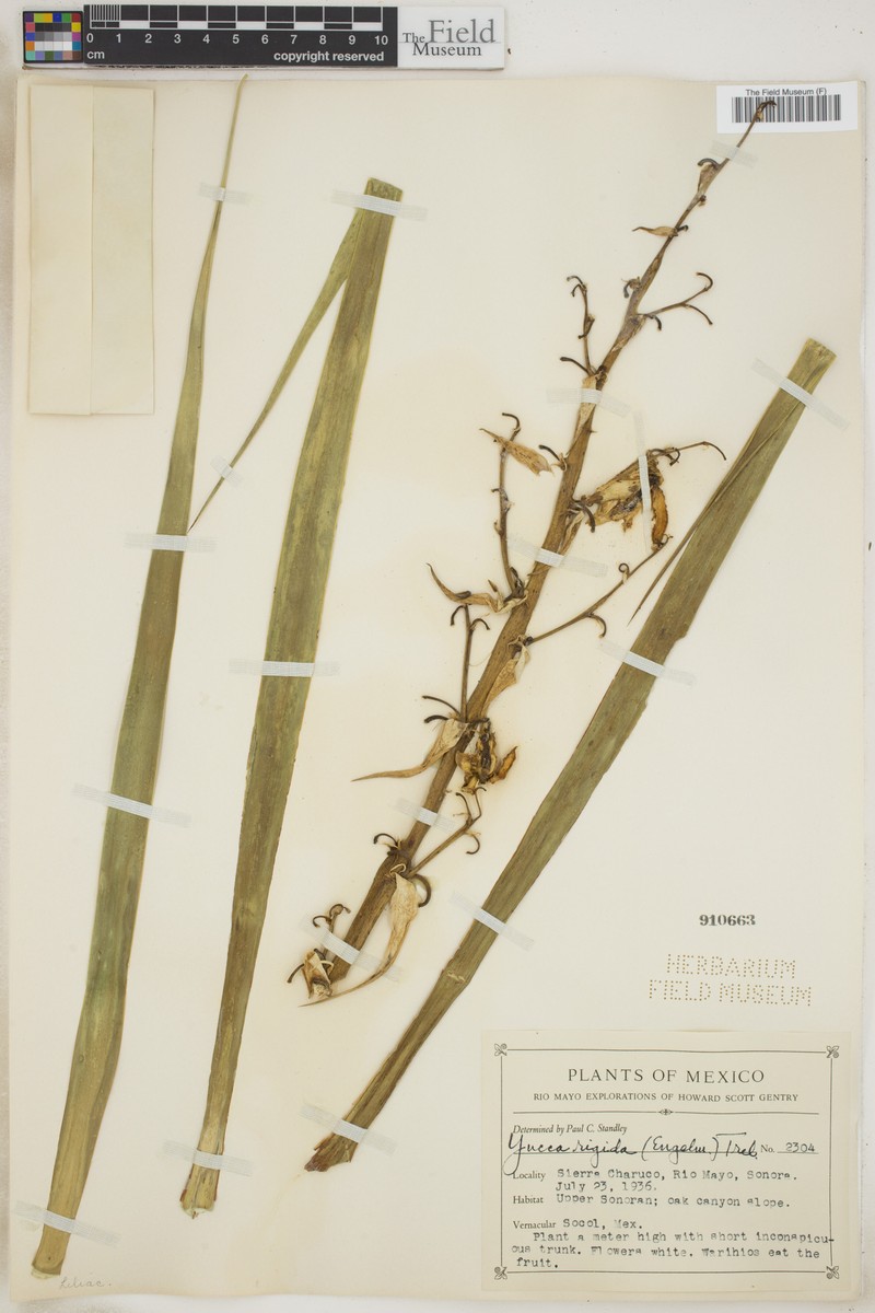Yucca luminosa photo 7