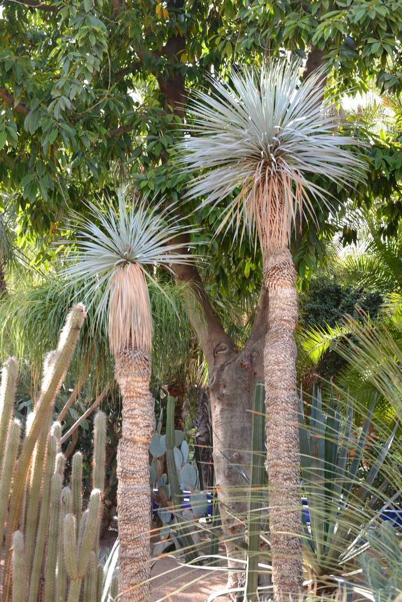 Yucca luminosa