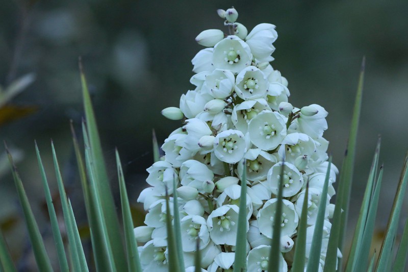 Yucca photo 3