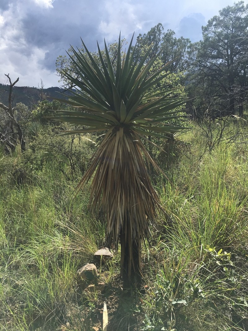 Yucca photo 4