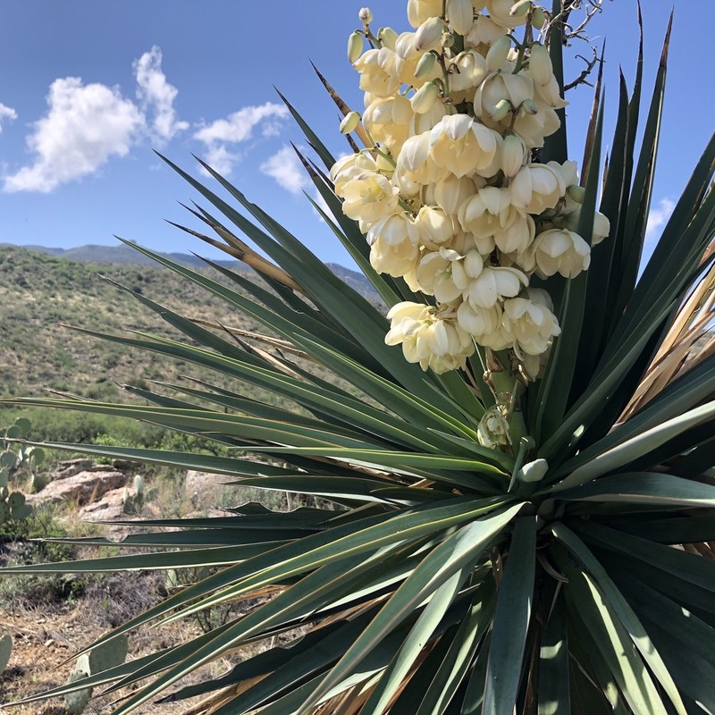Yucca photo 5