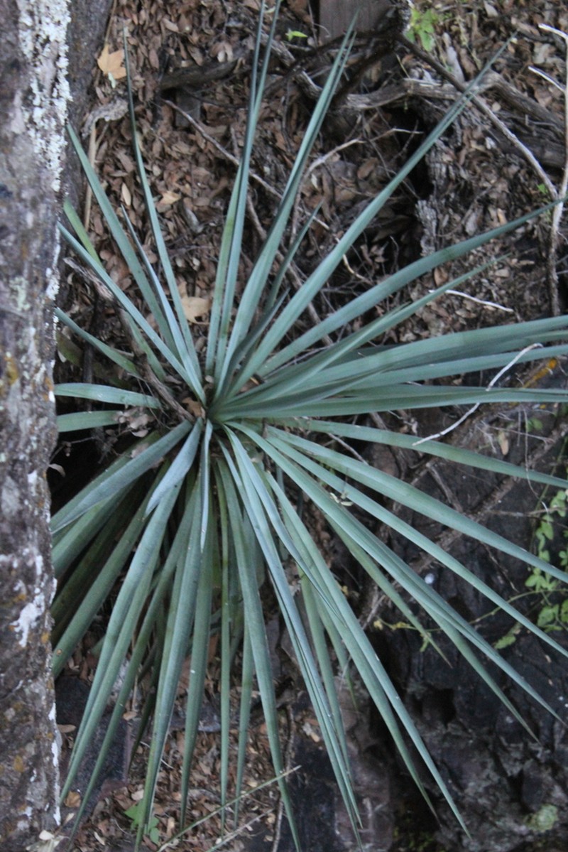 Yucca photo 6