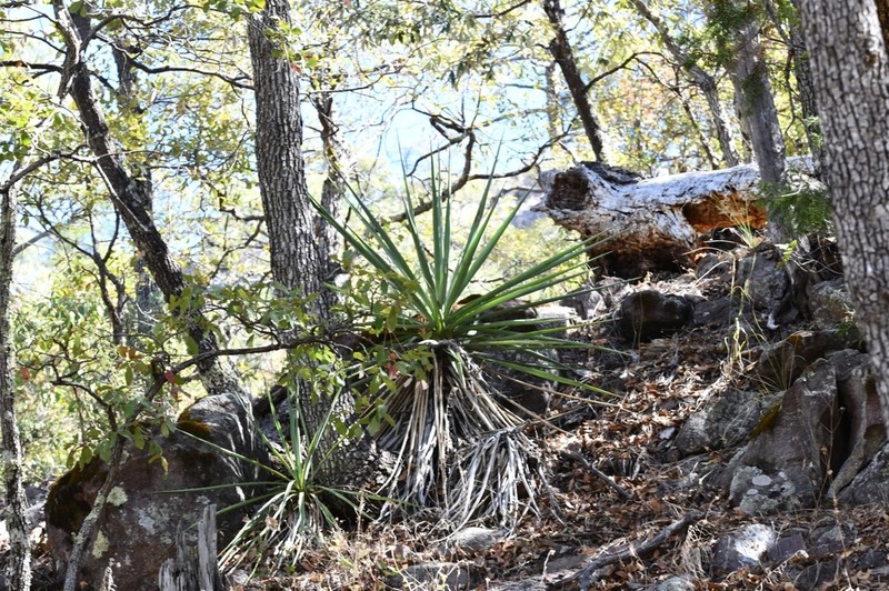 Yucca photo 7