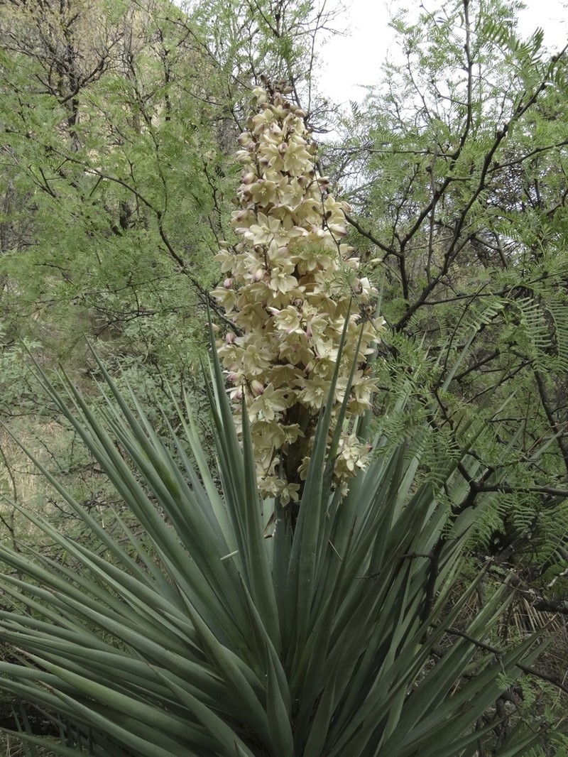 Yucca photo 8