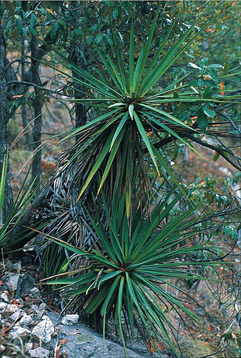 Yucca