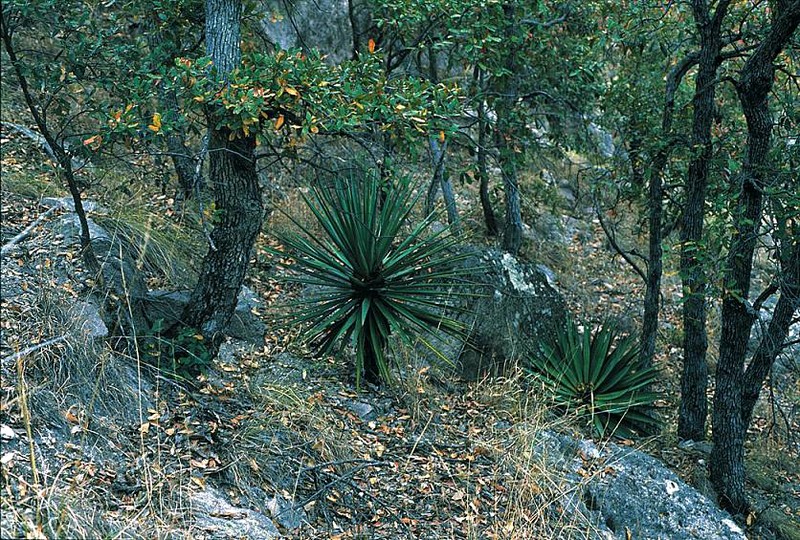 Yucca photo 2
