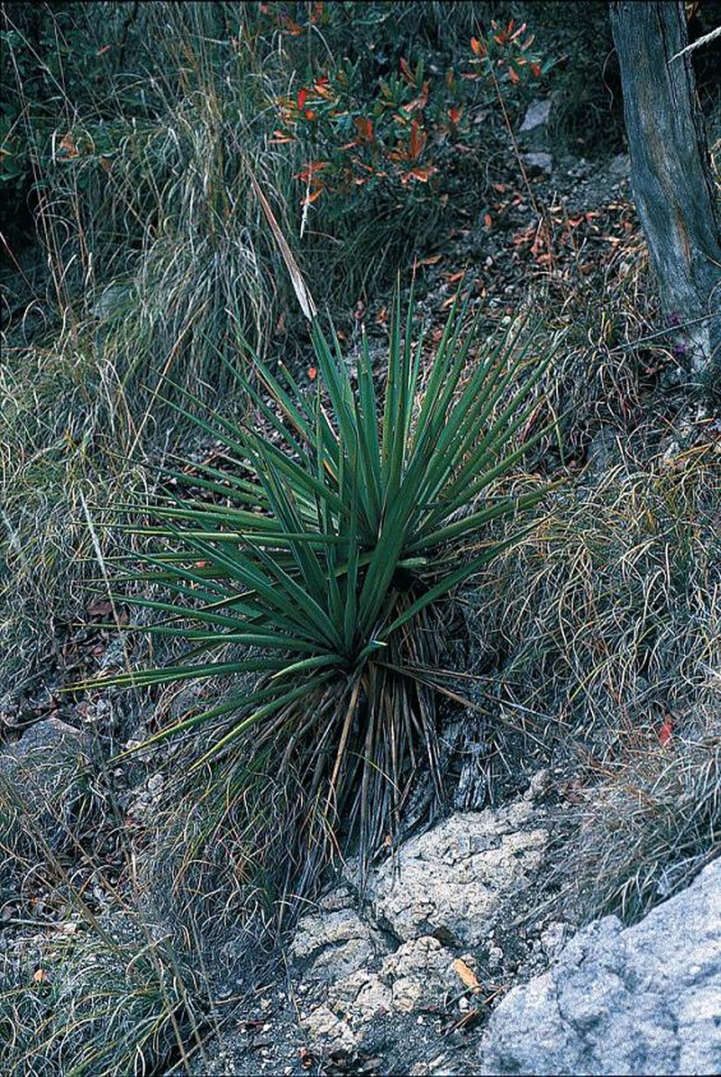 Yucca photo 3