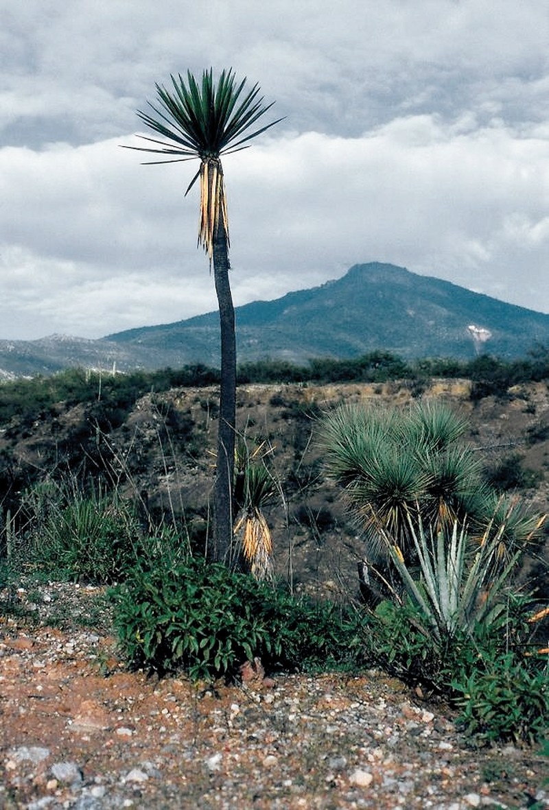 Yucca mixtecana