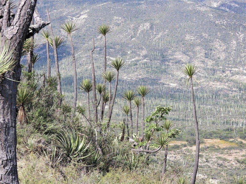 Yucca mixtecana photo 2