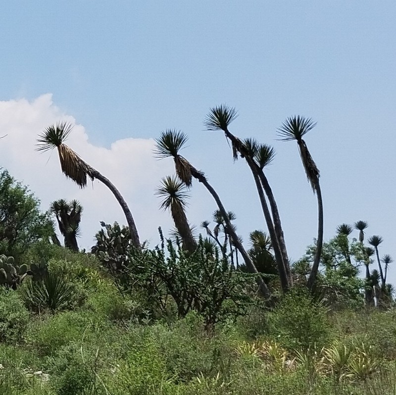 Yucca mixtecana photo 3