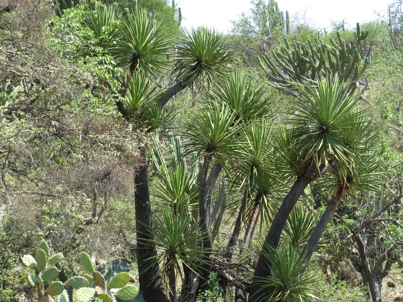 Yucca mixtecana photo 4