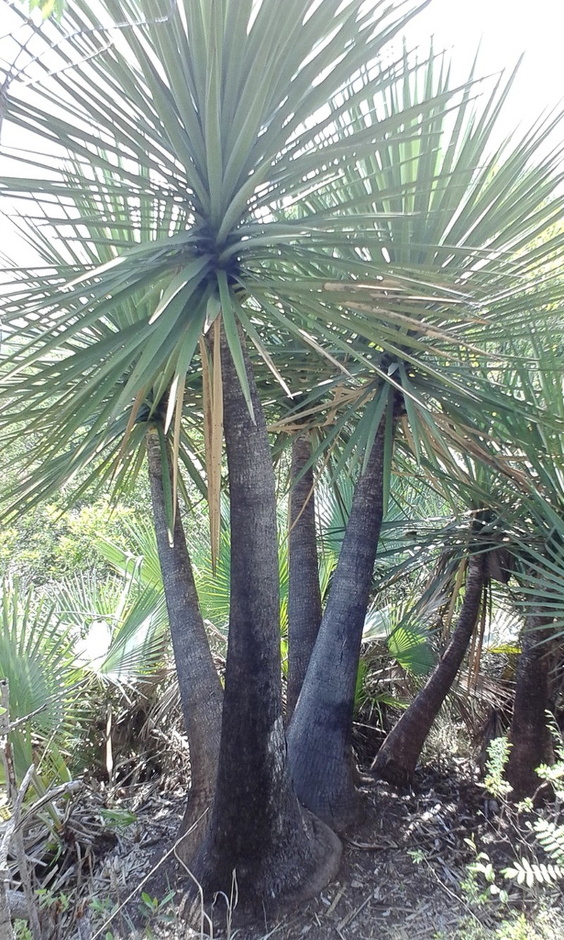 Yucca mixtecana photo 5