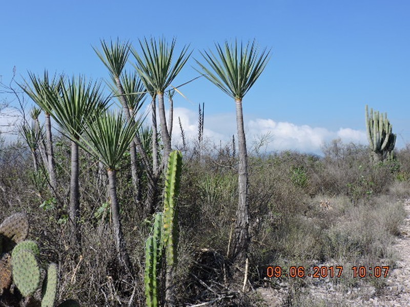 Yucca mixtecana photo 6