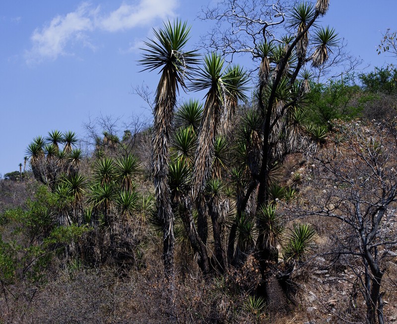 Yucca mixtecana photo 7