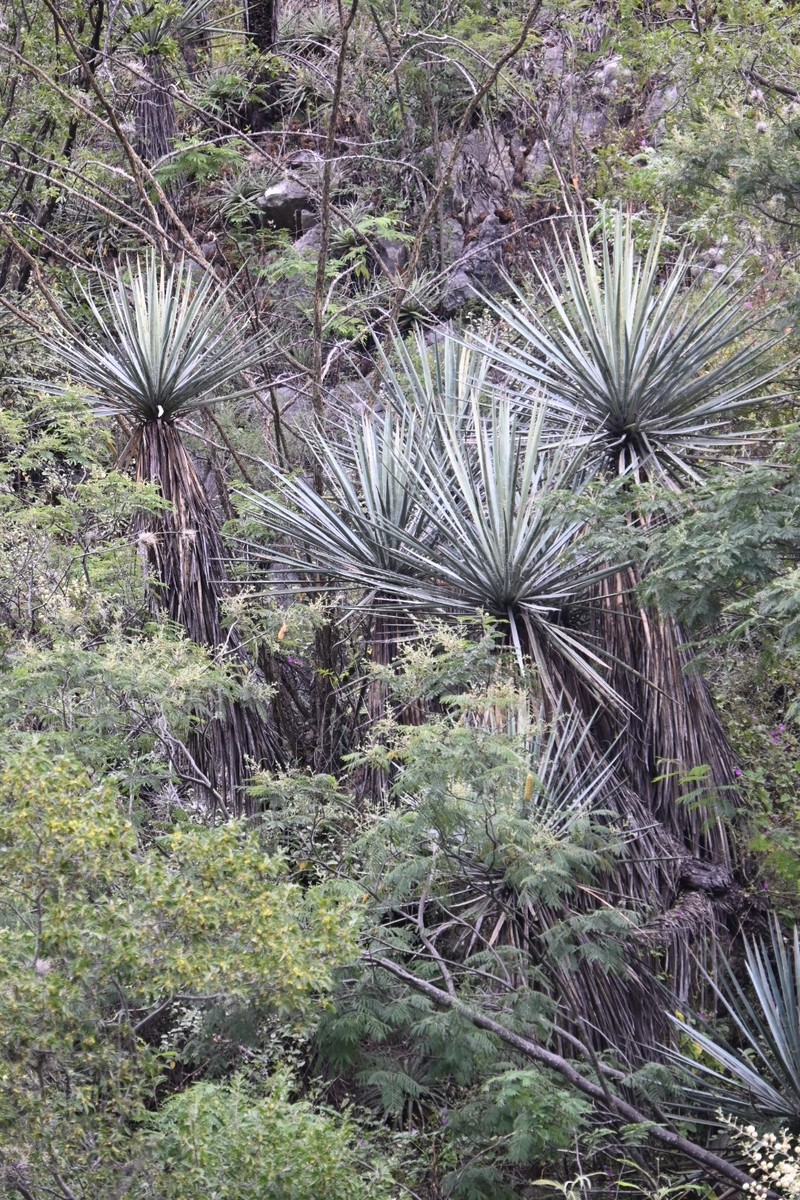 Yucca muscipula photo 3