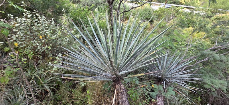 Yucca muscipula photo 4