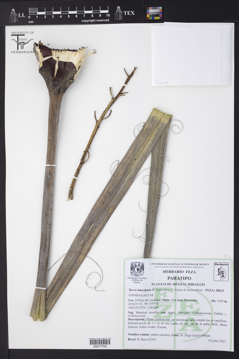 Yucca muscipula photo 5
