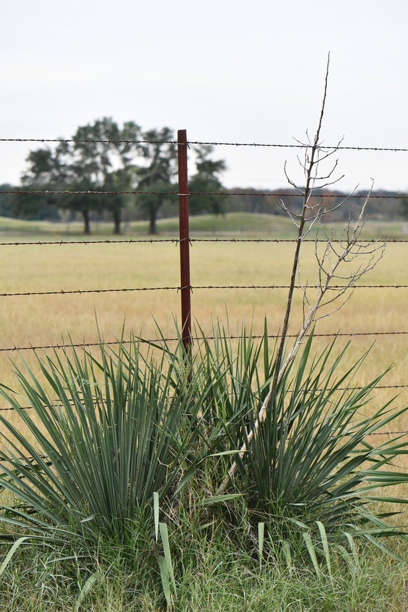 Brazos River Yucca photo 3