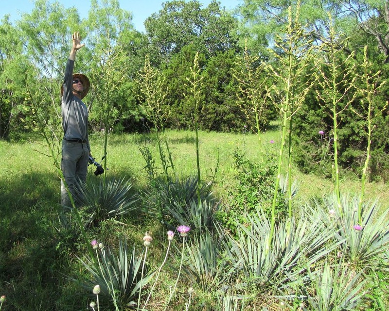 Brazos River Yucca photo 4