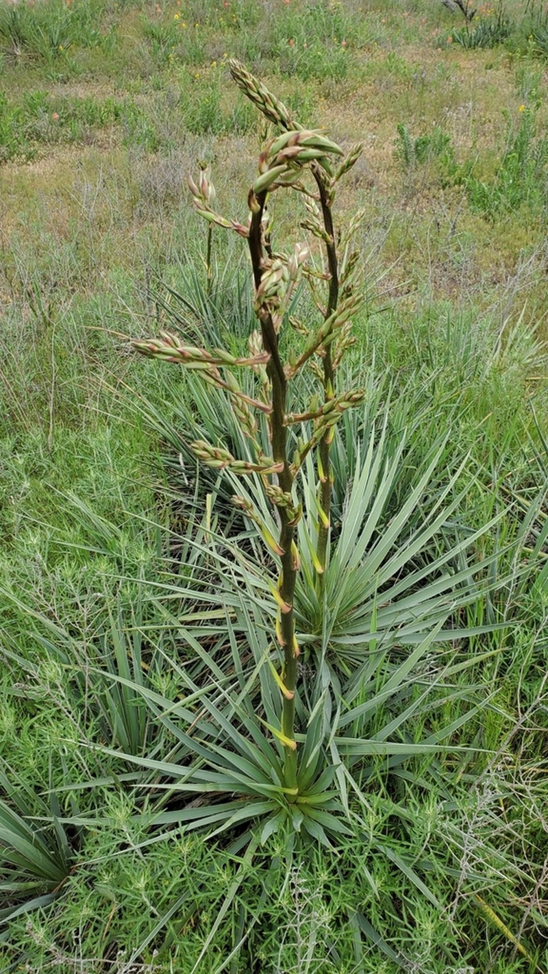 Brazos River Yucca photo 5