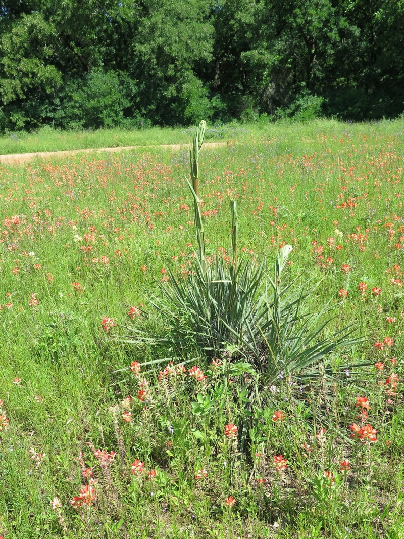 Brazos River Yucca photo 7