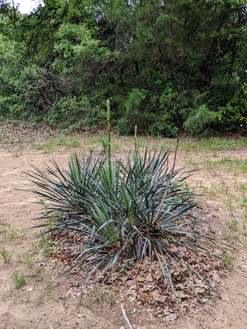 Brazos River Yucca