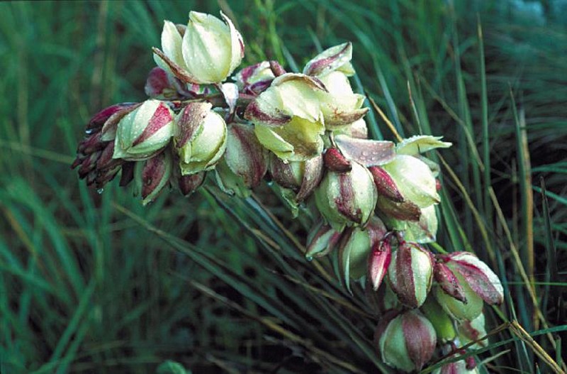 Yucca neomexicana