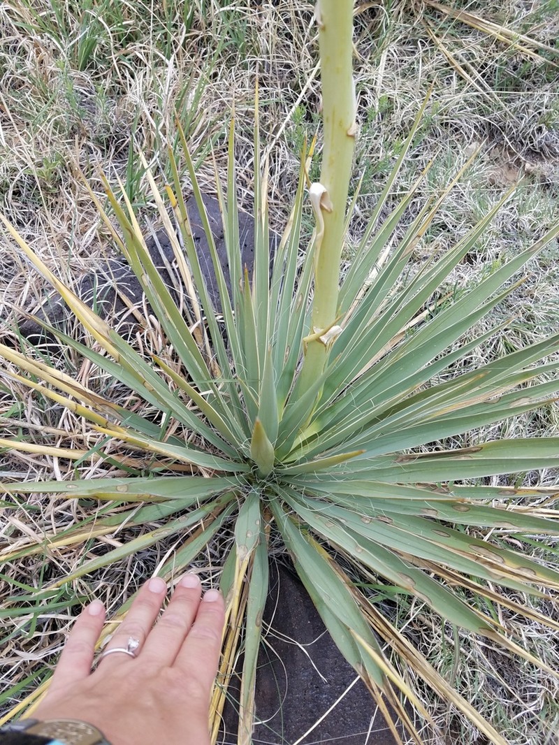 Yucca neomexicana photo 2