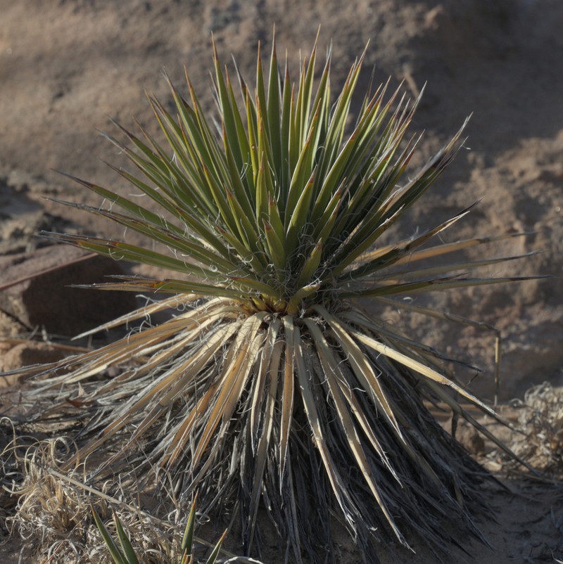 Yucca neomexicana photo 3