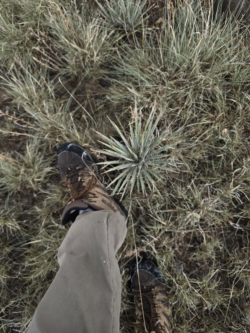 Yucca neomexicana photo 4