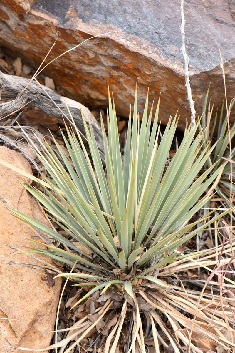 Yucca neomexicana photo 5