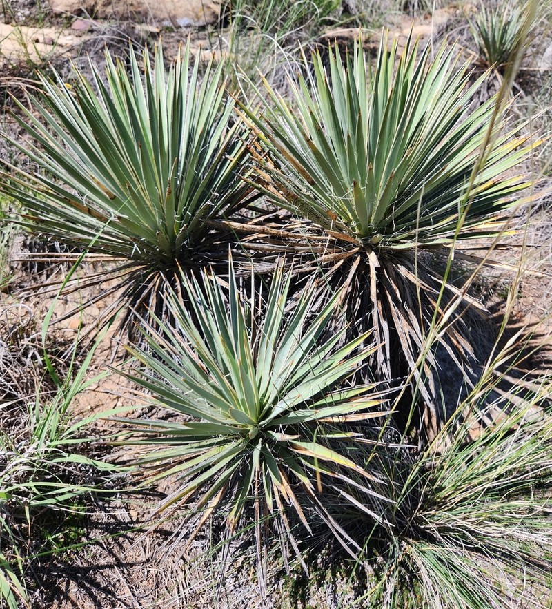 Yucca neomexicana photo 6