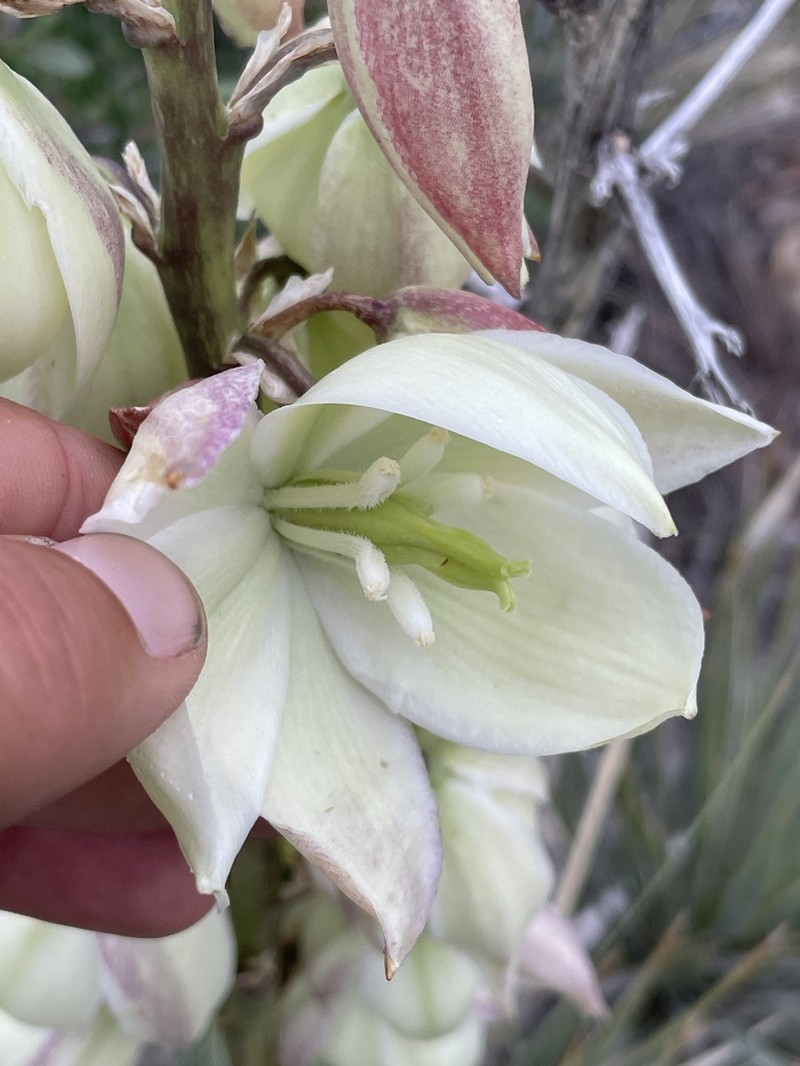 Yucca neomexicana photo 7